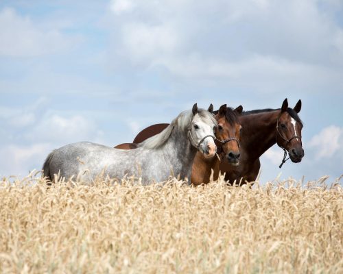 assurance-chevaux